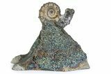 Iridescent Pyritized Ammonite (Kosmoceras) Fossil Display #383618-1